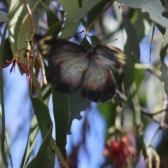 Delias harpalyce at Gundaroo, NSW - 10 Mar 2022 02:11 PM