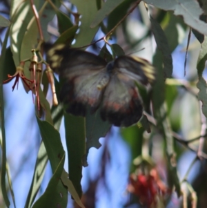 Delias harpalyce at Gundaroo, NSW - 10 Mar 2022