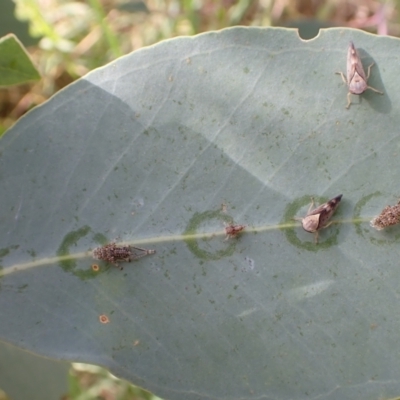 Brunotartessus fulvus (Yellow-headed Leafhopper) at Murrumbateman, NSW - 9 Mar 2022 by SimoneC