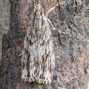 Scoparia ochrophara at Googong, NSW - 10 Mar 2022