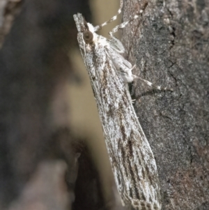 Scoparia ochrophara at Googong, NSW - 10 Mar 2022