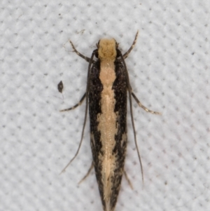 Monopis crocicapitella at Melba, ACT - 9 Jan 2022