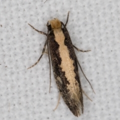 Monopis crocicapitella at Melba, ACT - 9 Jan 2022