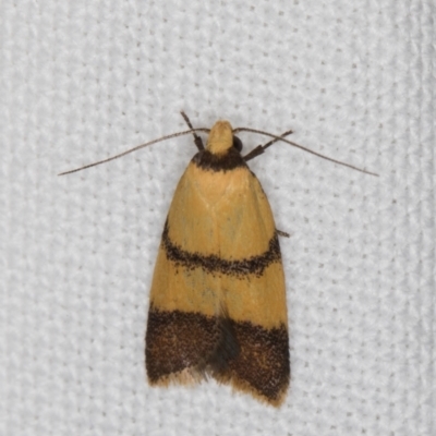 Heteroteucha translatella (Heteroteucha translatella) at Melba, ACT - 9 Jan 2022 by kasiaaus