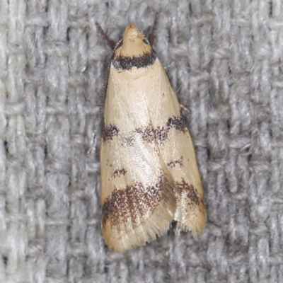 Heteroteucha anthodora (A Concealer moth) at O'Connor, ACT - 3 Mar 2022 by ibaird