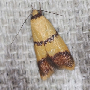 Heteroteucha translatella at O'Connor, ACT - 3 Mar 2022 10:05 PM