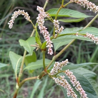 Persicaria lapathifolia (Pale Knotweed) at Stromlo, ACT - 10 Mar 2022 by JaneR