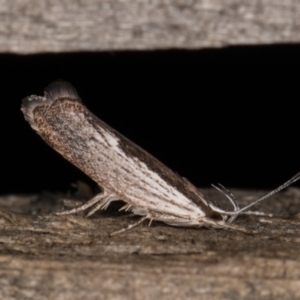 Phthonerodes peridela at Melba, ACT - 9 Jan 2022