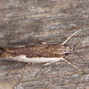 Phthonerodes peridela at Melba, ACT - 9 Jan 2022