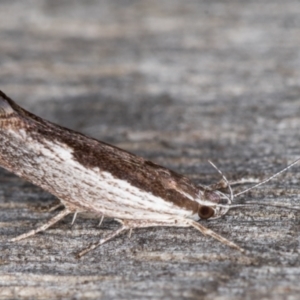 Phthonerodes peridela at Melba, ACT - 9 Jan 2022