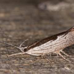 Phthonerodes peridela at Melba, ACT - 9 Jan 2022