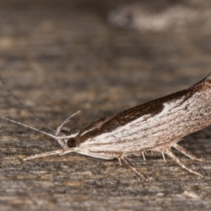 Phthonerodes peridela at Melba, ACT - 9 Jan 2022