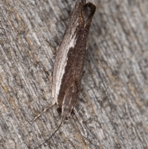 Phthonerodes peridela at Melba, ACT - 9 Jan 2022