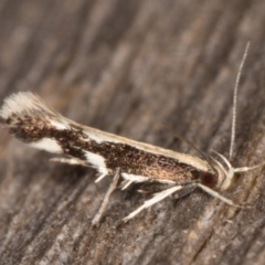 Labdia oxysema (A Curved-horn moth) at Melba, ACT - 9 Jan 2022 by kasiaaus