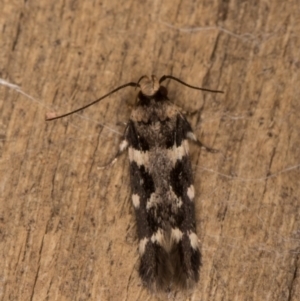 Macrobathra ceraunobola at Melba, ACT - 9 Jan 2022