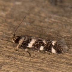 Macrobathra ceraunobola at Melba, ACT - 9 Jan 2022