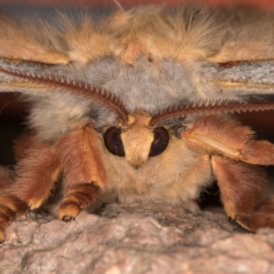 Opodiphthera helena (Helena Gum Moth) at Melba, ACT - 10 Jan 2022 by kasiaaus