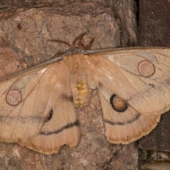 Opodiphthera helena at Melba, ACT - 10 Jan 2022