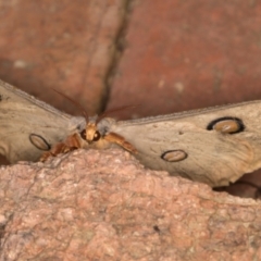 Opodiphthera helena at Melba, ACT - 10 Jan 2022