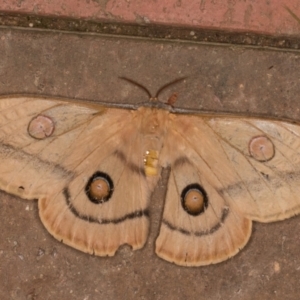 Opodiphthera helena at Melba, ACT - 10 Jan 2022