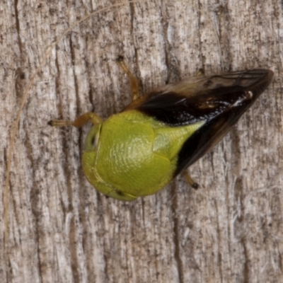 Chaetophyes compacta (Tube spittlebug) at Melba, ACT - 9 Jan 2022 by kasiaaus