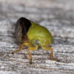 Chaetophyes compacta at Melba, ACT - 9 Jan 2022