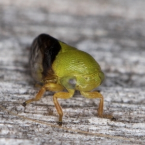 Chaetophyes compacta at Melba, ACT - 9 Jan 2022