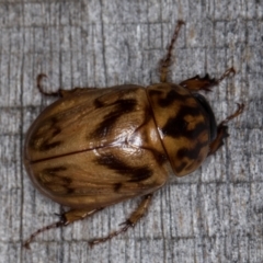 Cyclocephala signaticollis (Argentinian scarab) at Melba, ACT - 10 Jan 2022 by kasiaaus