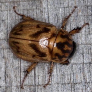 Cyclocephala signaticollis at Melba, ACT - 10 Jan 2022