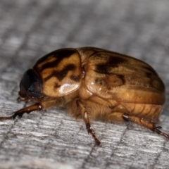 Cyclocephala signaticollis at Melba, ACT - 10 Jan 2022