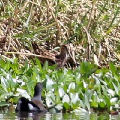 Gallinago hardwickii (Latham's Snipe) at Tuggeranong Creek to Monash Grassland - 10 Mar 2022 by RodDeb