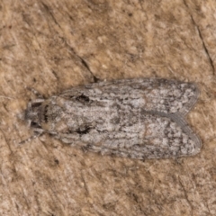 Palaeotoma styphelana (A Tortricid moth) at Melba, ACT - 10 Jan 2022 by kasiaaus