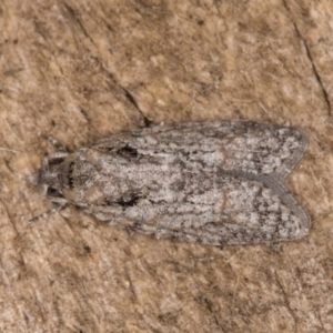 Palaeotoma styphelana at Melba, ACT - 10 Jan 2022