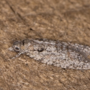 Palaeotoma styphelana at Melba, ACT - 10 Jan 2022