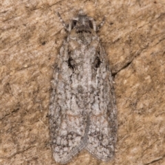 Palaeotoma styphelana at Melba, ACT - 10 Jan 2022