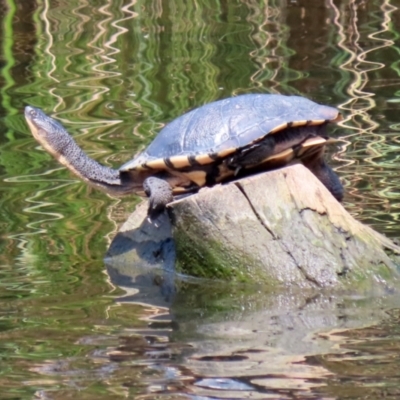 Chelodina longicollis (Eastern Long-necked Turtle) at Tuggeranong Creek to Monash Grassland - 10 Mar 2022 by RodDeb