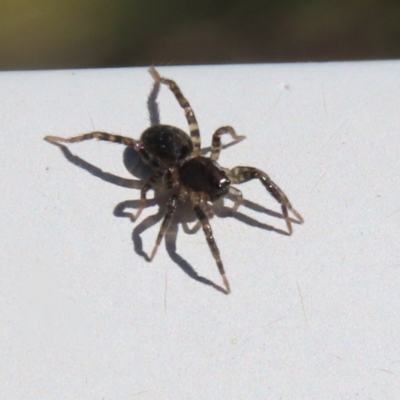 Lycosidae (family) (Unidentified wolf spider) at Tuggeranong Creek to Monash Grassland - 10 Mar 2022 by RodDeb