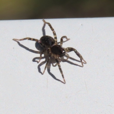 Lycosidae (family) (Unidentified wolf spider) at Monash, ACT - 10 Mar 2022 by RodDeb