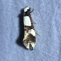 Monopis icterogastra (Wool Moth) at Jerrabomberra, NSW - 10 Mar 2022 by SteveBorkowskis