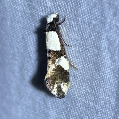 Monopis icterogastra (Wool Moth) at Jerrabomberra, NSW - 10 Mar 2022 by Steve_Bok