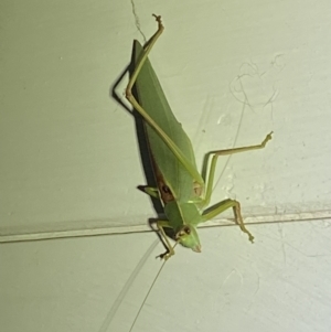 Caedicia simplex at Jerrabomberra, NSW - 10 Mar 2022