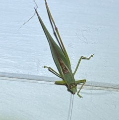 Caedicia simplex at Jerrabomberra, NSW - 10 Mar 2022