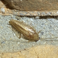 Ectobiinae (subfamily) at Jerrabomberra, NSW - 10 Mar 2022 by SteveBorkowskis