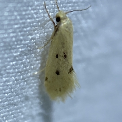 Atalopsis heniocha (A concealer moth) at Jerrabomberra, NSW - 10 Mar 2022 by SteveBorkowskis