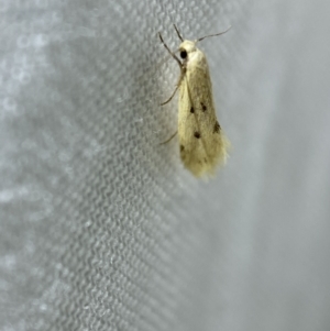 Atalopsis heniocha at Jerrabomberra, NSW - 10 Mar 2022