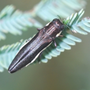 Agrilus hypoleucus at Weetangera, ACT - 9 Mar 2022