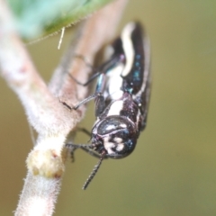 Agrilus hypoleucus at Weetangera, ACT - 9 Mar 2022