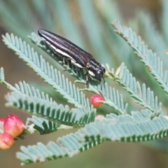 Agrilus hypoleucus at Weetangera, ACT - 9 Mar 2022