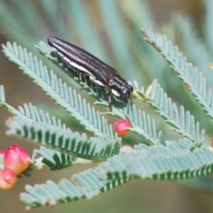 Agrilus hypoleucus at Weetangera, ACT - 9 Mar 2022 05:02 PM