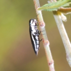 Agrilus hypoleucus at Weetangera, ACT - 9 Mar 2022 05:02 PM